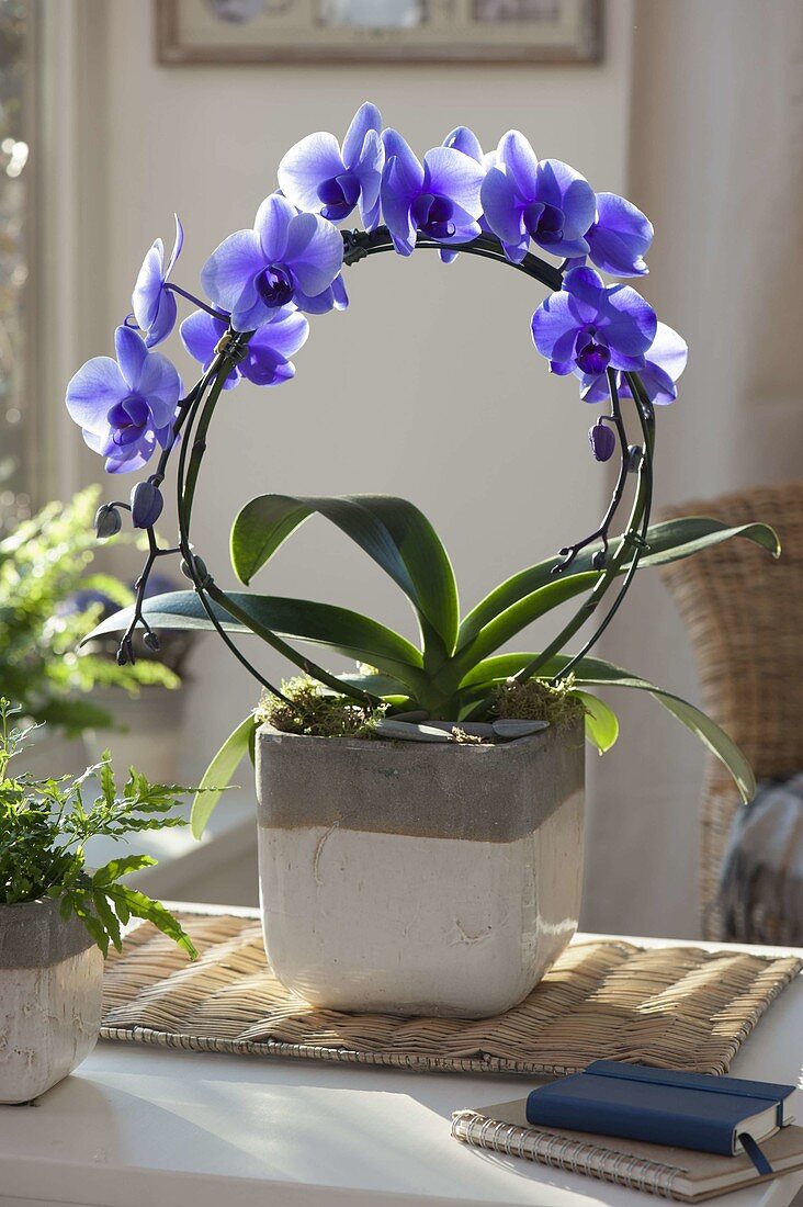 Phalaenopsis 'Royal' (Malayenblume, Schmetterlingsorchidee)