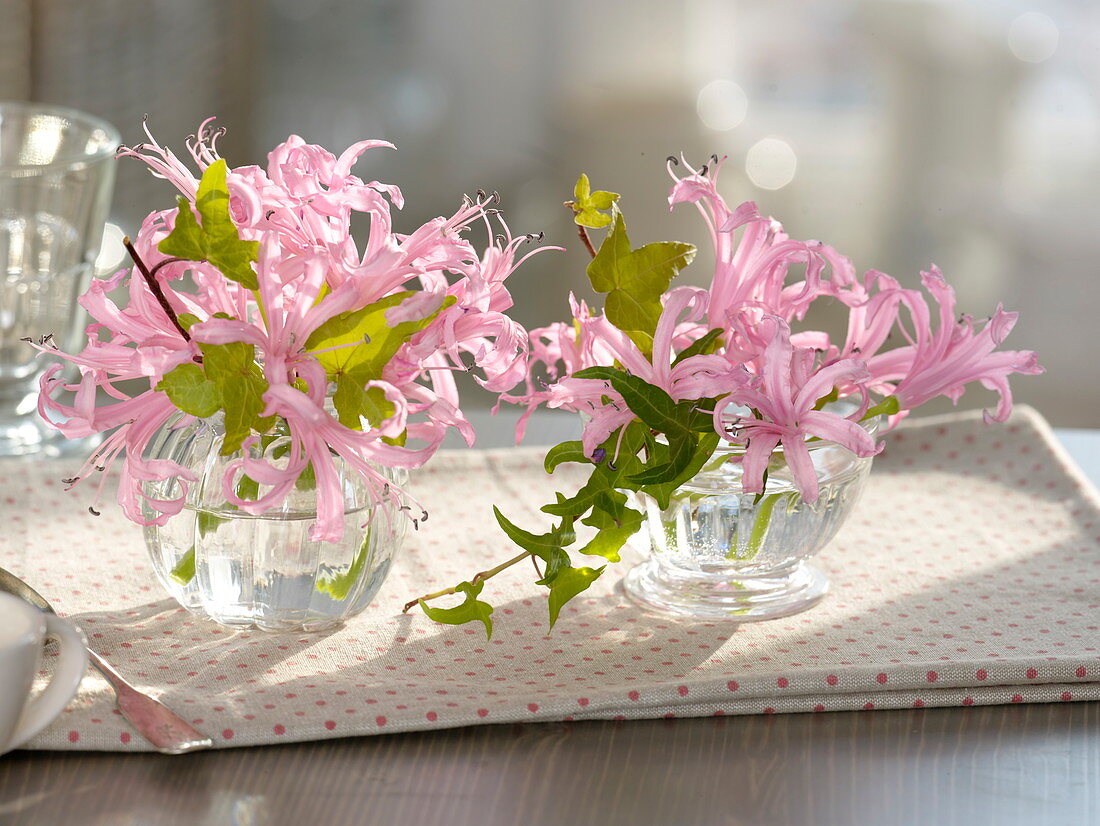 Small bouquets of nerine (Guernsey lilies) with tendrils of hedera (ivy)