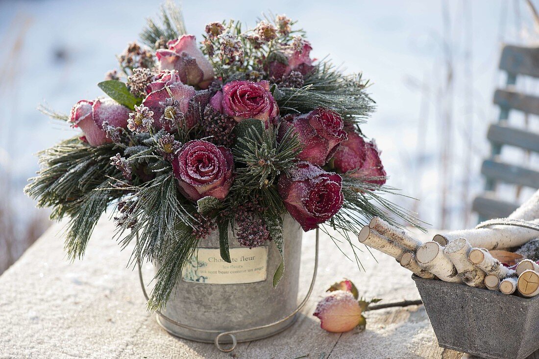 Foraged bouquet of Rosa (roses), Pinus (pine), Skimmia