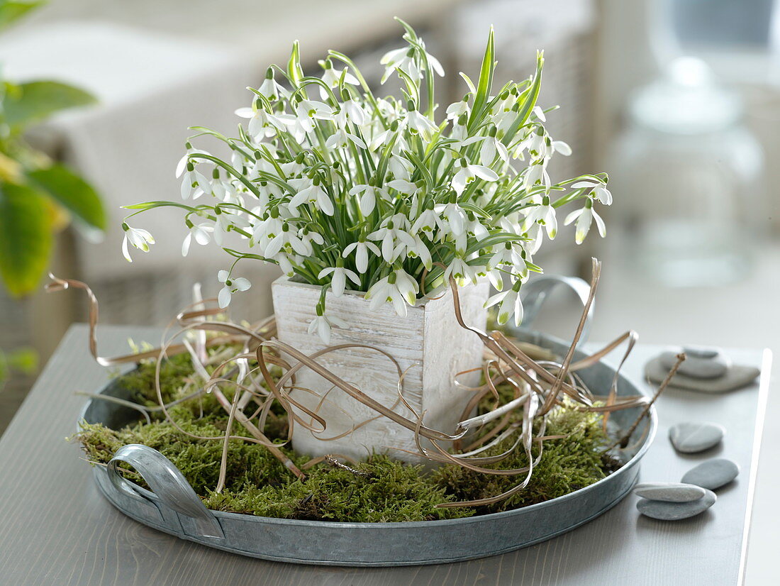 Galanthus (Snowdrop) bouquet