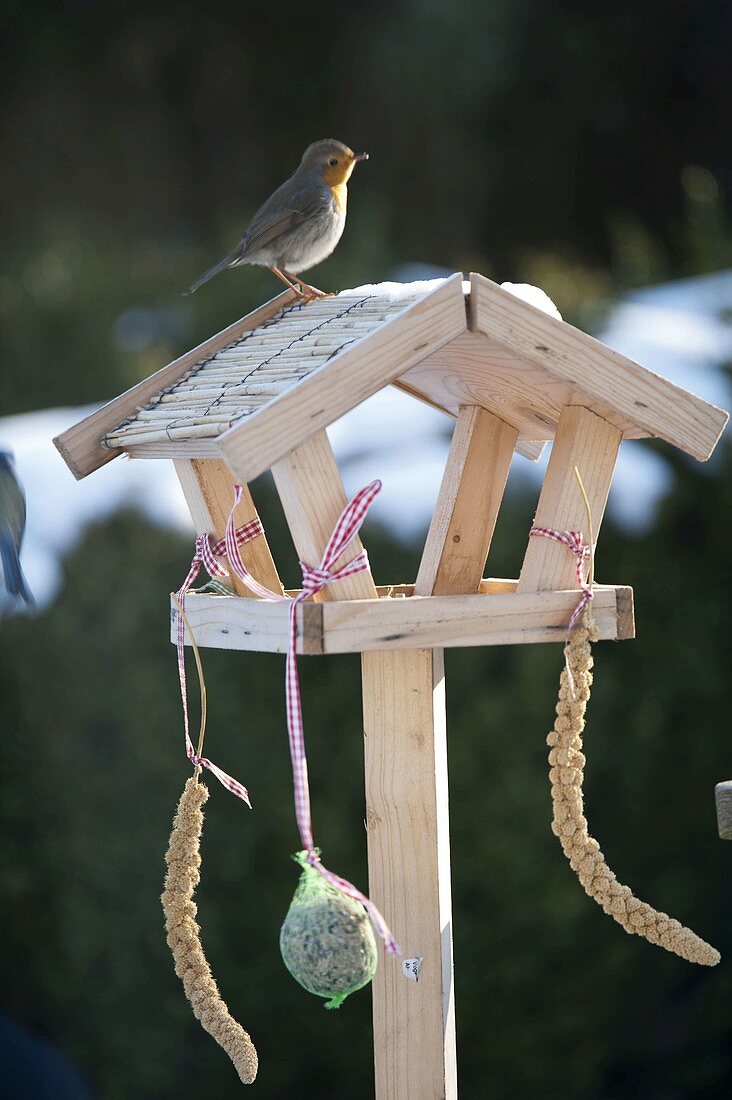 Small bird feeder with robin (Erithacus rubecula)
