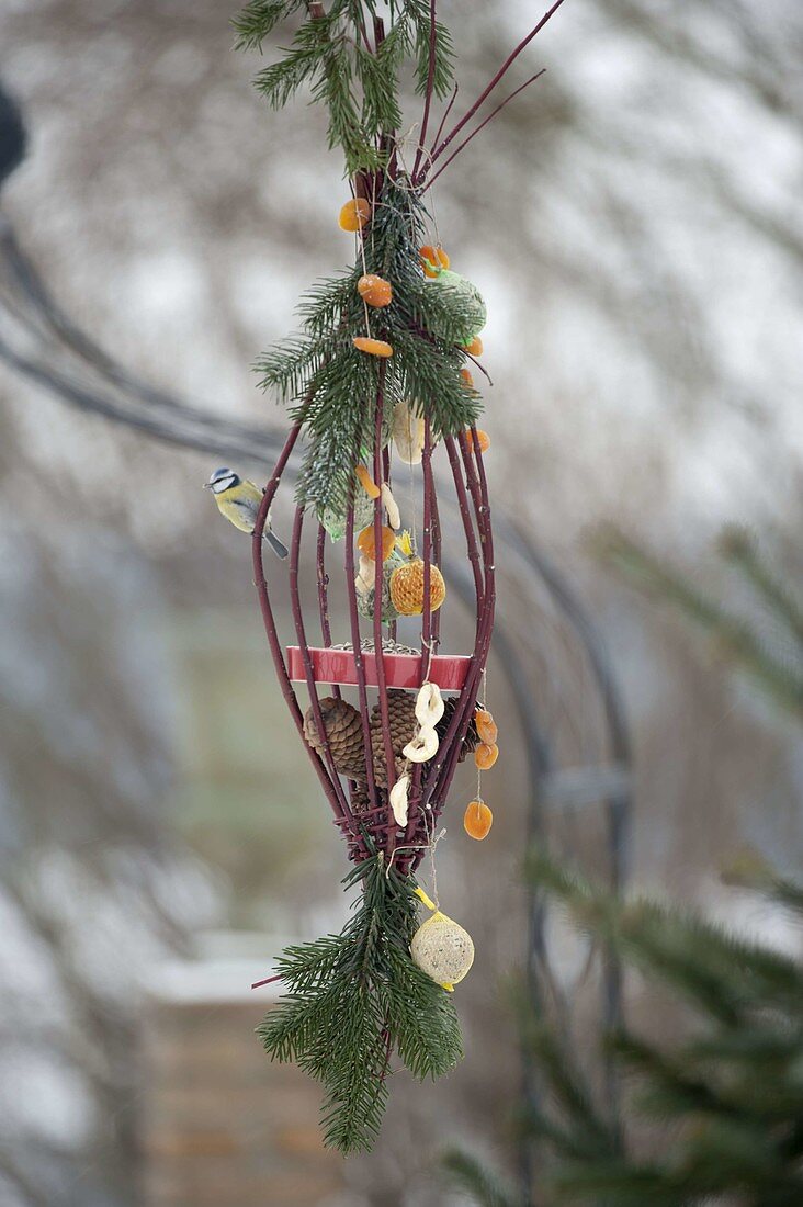 Self made bird feeding station, made of Cornus (dogwood) twigs