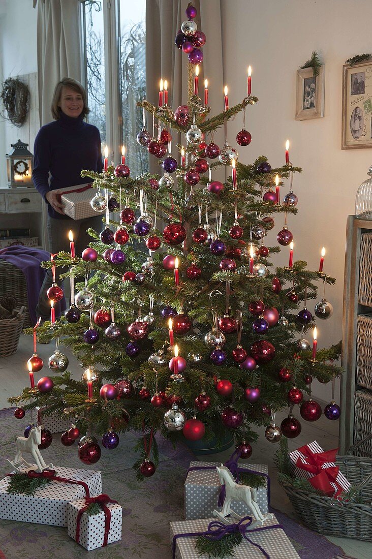 Picea pungens (Norway spruce) decorated with red, purple and silver baubles