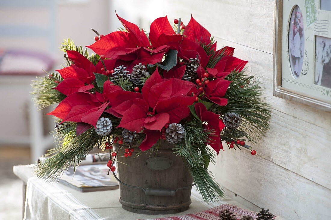 Christmas bouquet with Euphorbia pulcherrima (poinsettia)