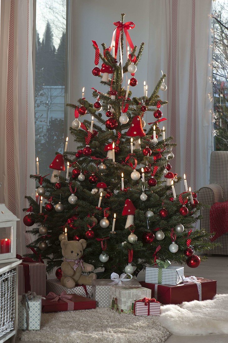 Abies nordmanniana (Nordmann fir) decorated with white and red balls