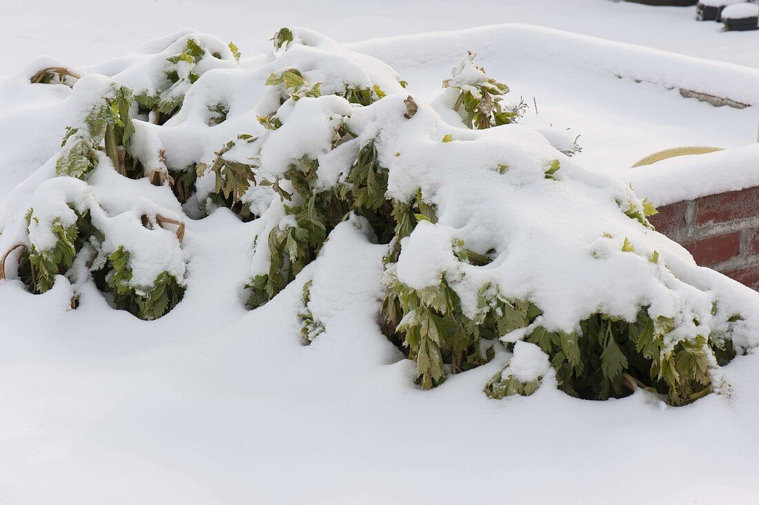 Snowy celery (Apium) in a flower bed