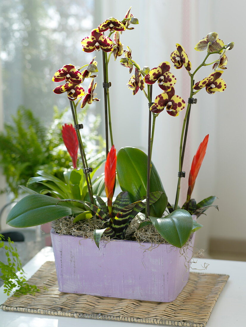 Phalaenopsis 'Yellow Cow Spot' (Malay flower, Butterfly orchid)