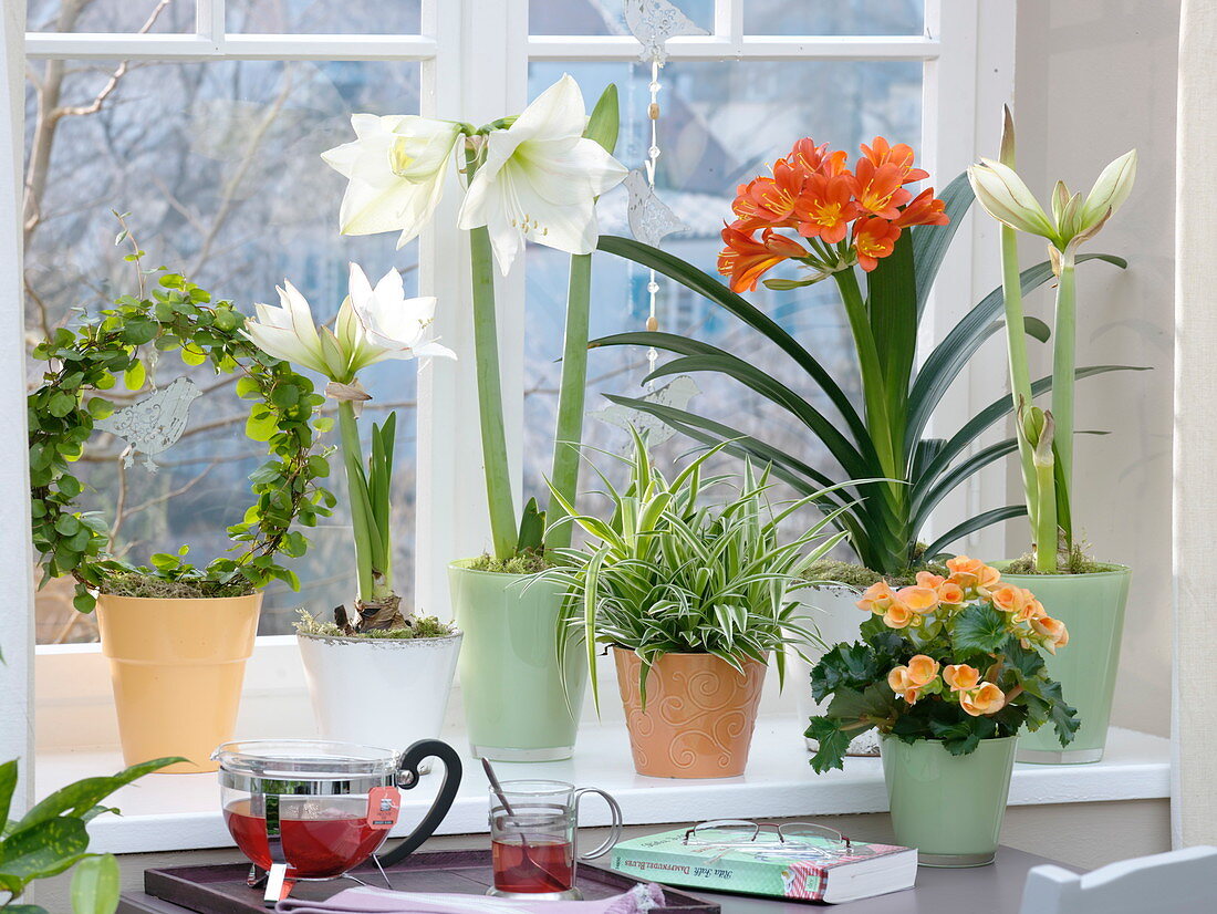 Window with winter bloomers: Hippeastrum 'Picotee' 'Matterhorn' (Amaryllis)