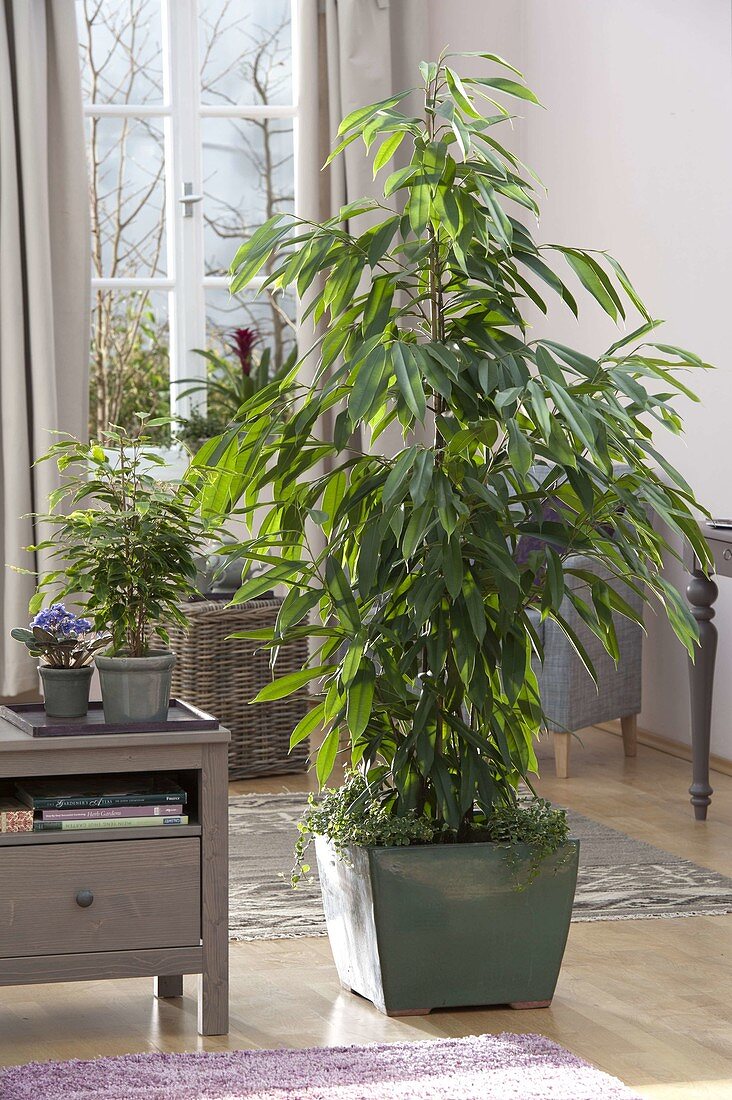 Ficus longifolia 'Amstel King' (Zimmerfeige, Gummibaum)
