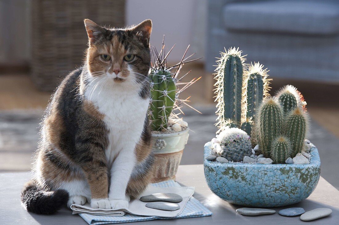 Planting a cactus bowl (2/2)