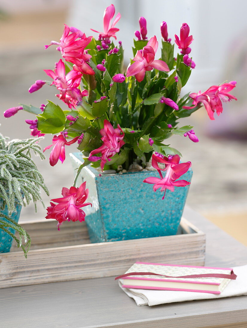 Schlumbergera truncata (Christmas cactus) in turquoise planter