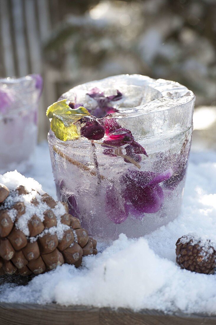 Homemade ice lantern with frozen flowers of cyclamen