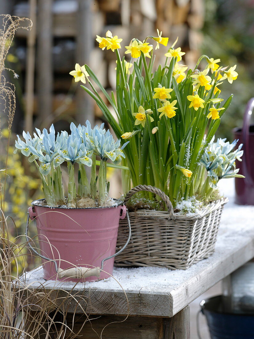 Iris 'Katherine Hodgkin' (Zwergiris) in emailliertem Eimerchen