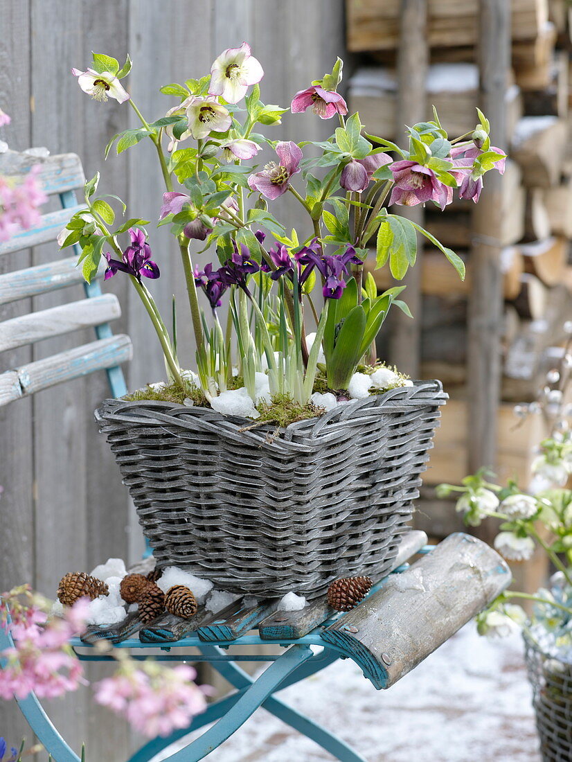 Korb mit Helleborus orientalis (Lenzrosen), Iris histrioides 'George'