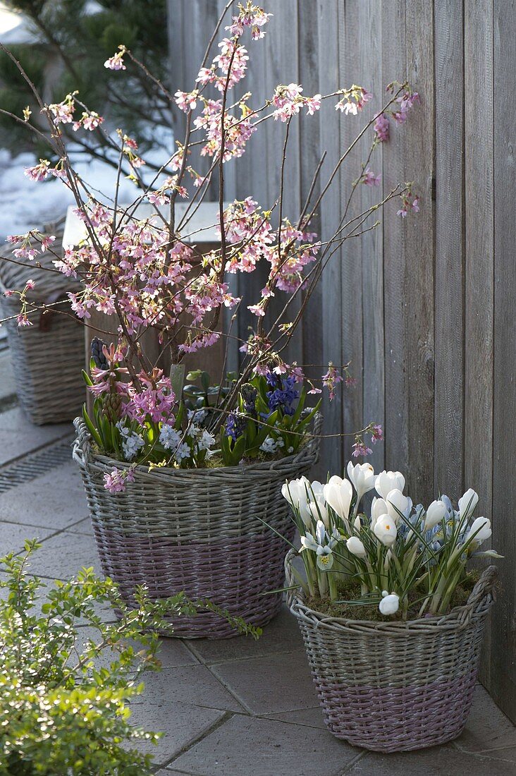 Prunus incisa 'Oshidori' (Zwerg-Zierkirsche), Scilla (Blausternchen)