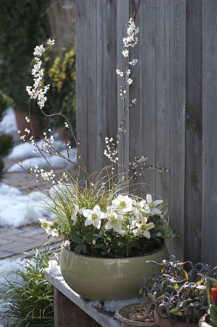 Abeliophyllum distichum (snow forsythia), Helleborus niger (Christmas rose)