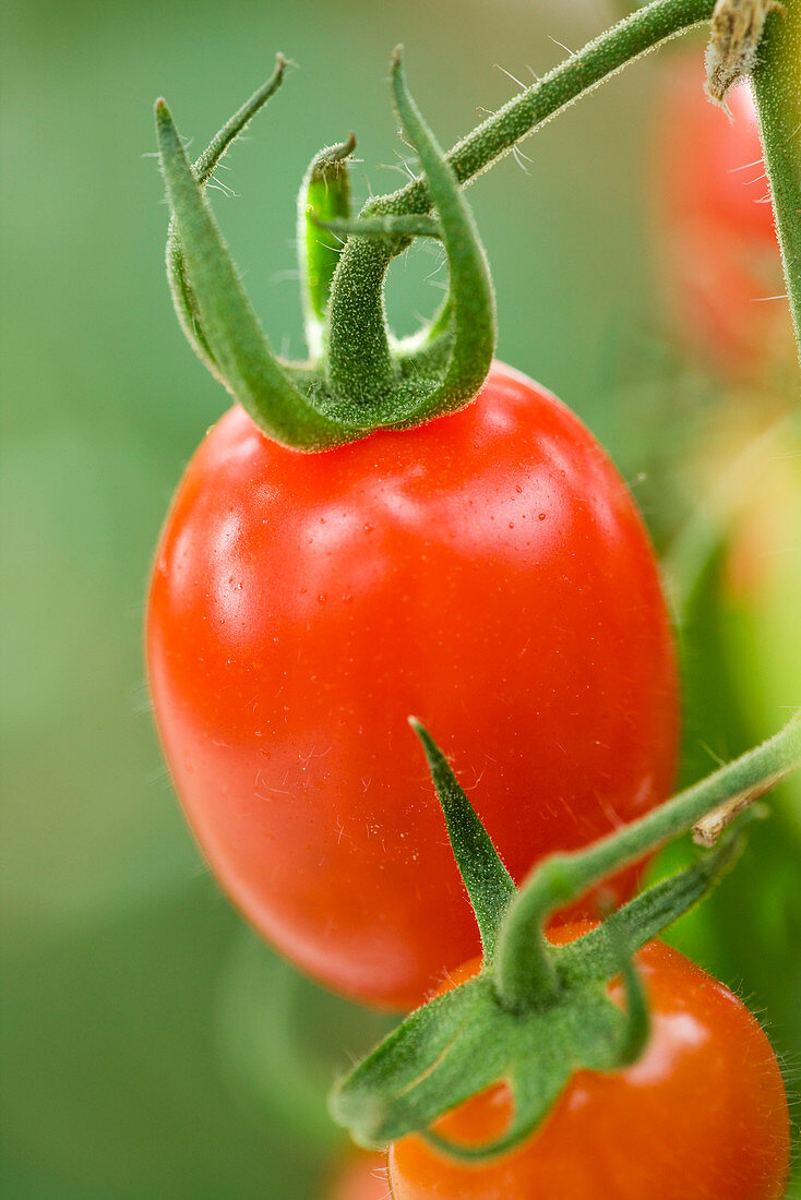 Nahaufnahme der roten Tomate 'Redstart F1