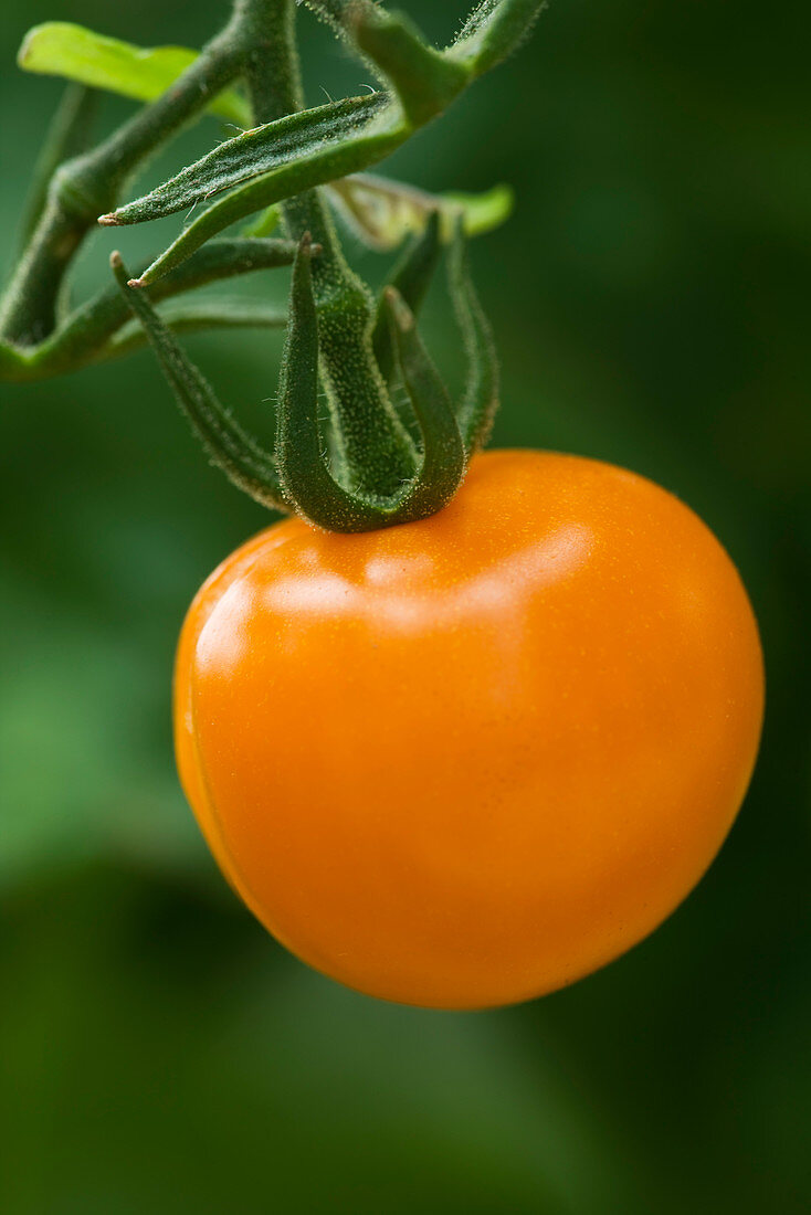 Nahaufnahme der gelben Tomate 'Golden Cherry