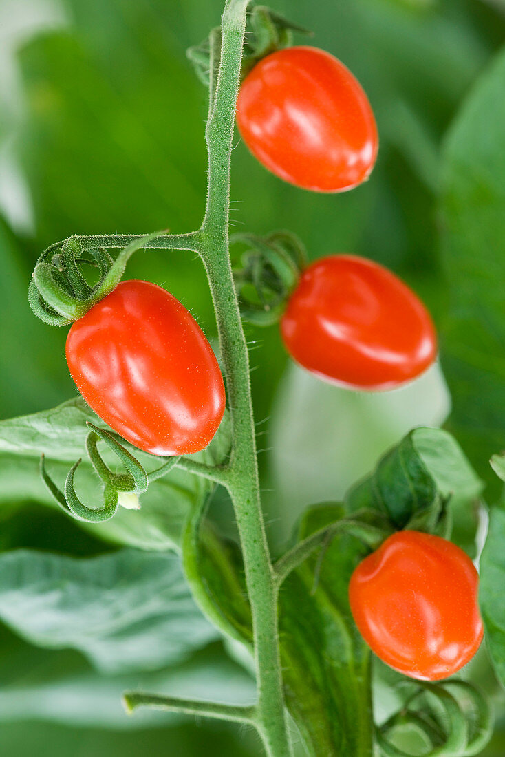 Nahaufnahme der roten Tomate 'San Marzano'