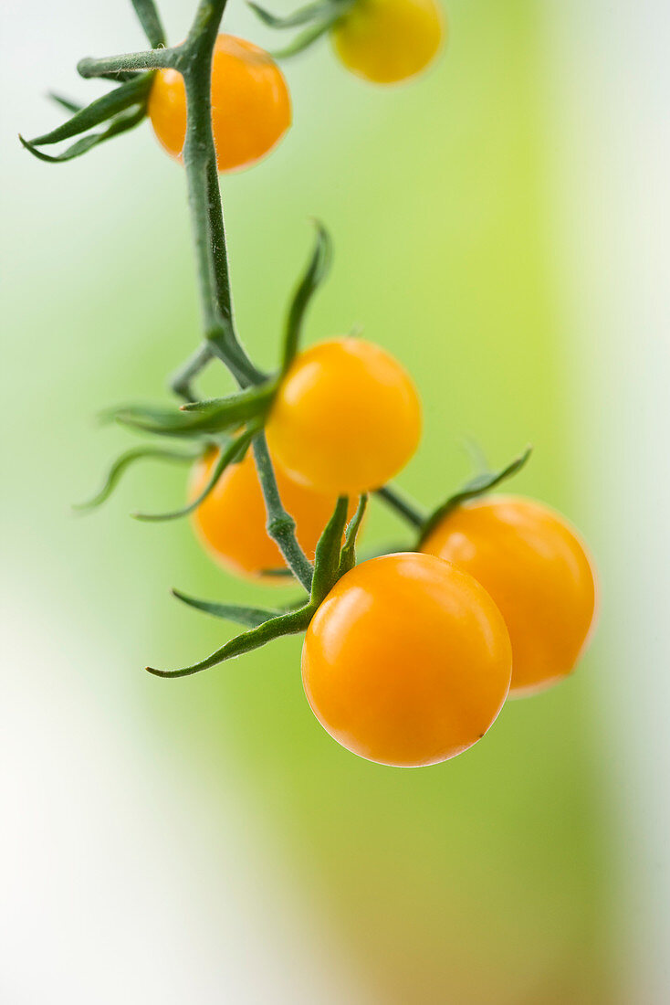 Nahaufnahme der Tomate 'Sunset F1'