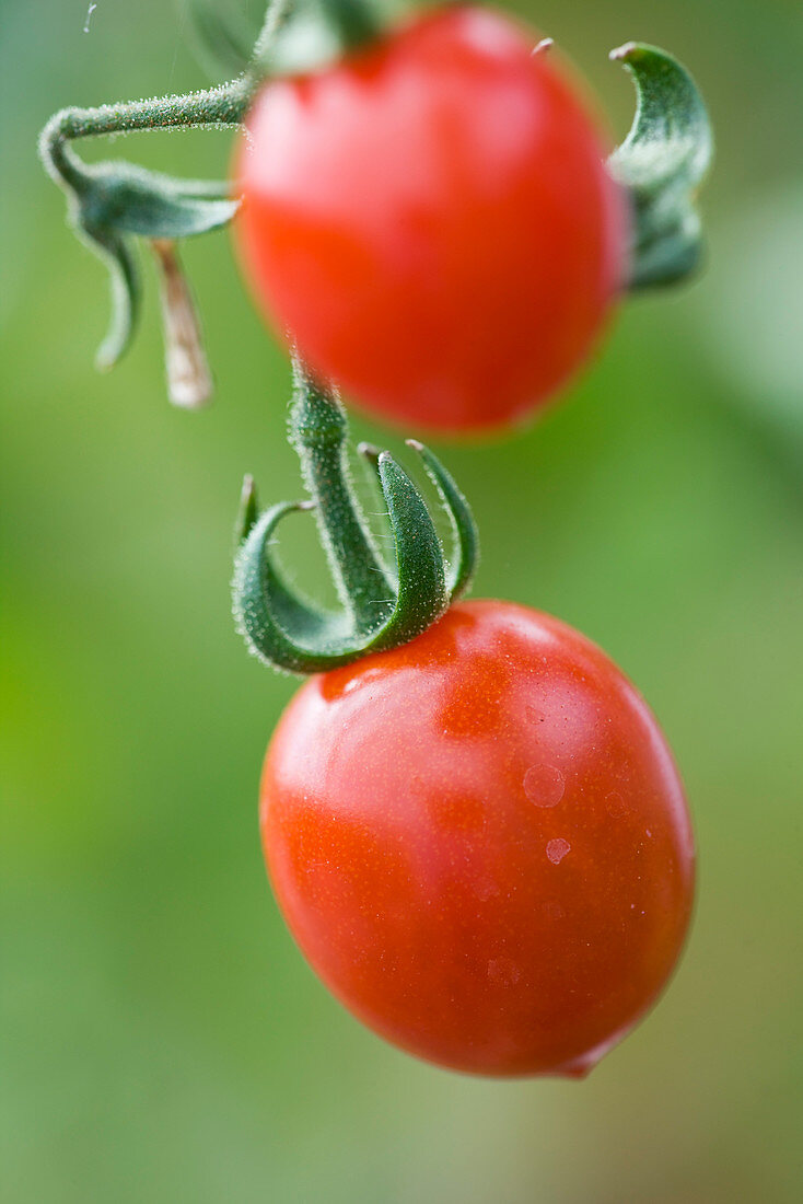 Nahaufnahme der Tomate 'Ruby' F1-Hybride