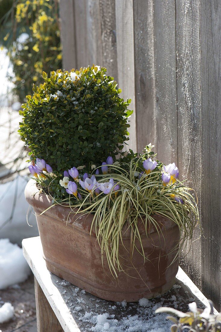 Winter-proof terracotta pot with box and crocus (2/2)