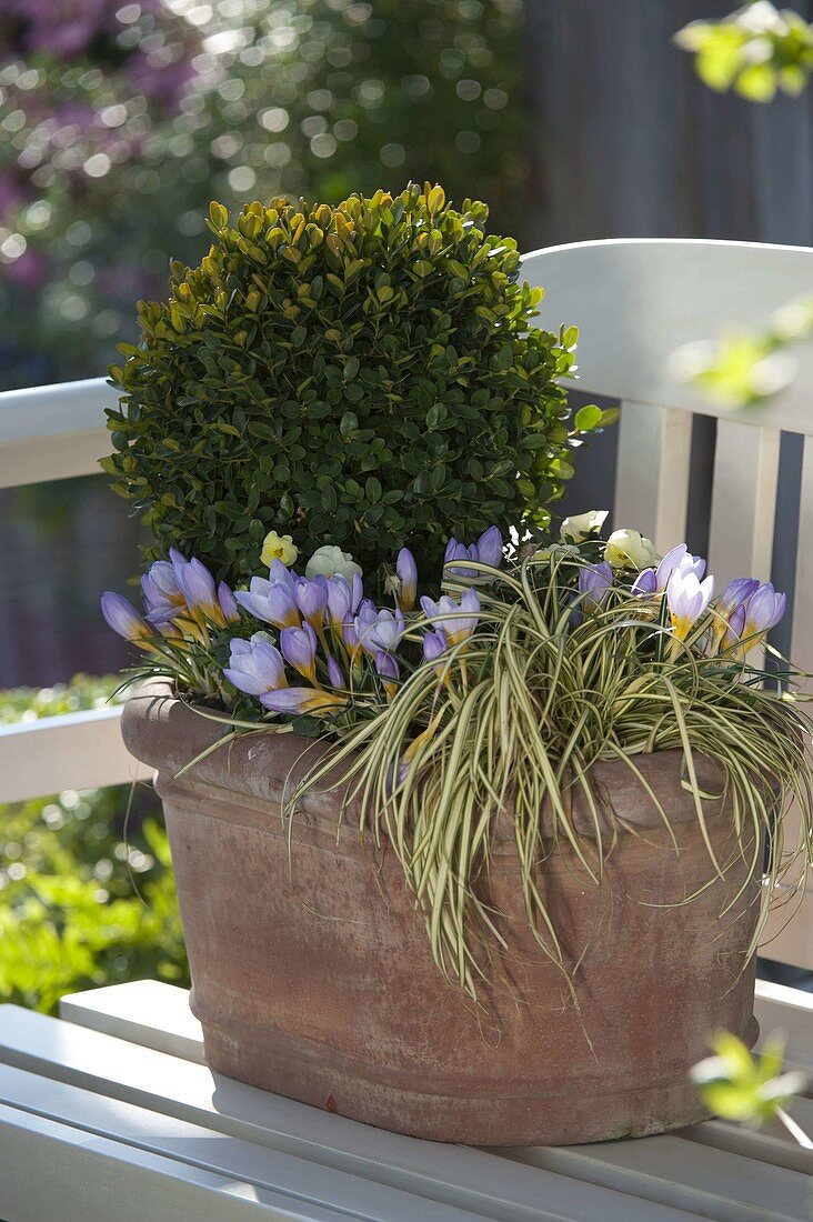 Winterproof terracotta bucket with box and crocus 2/2