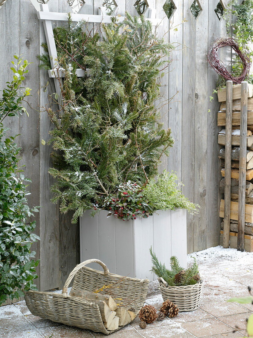 Decoratively winterising a rose in a tub