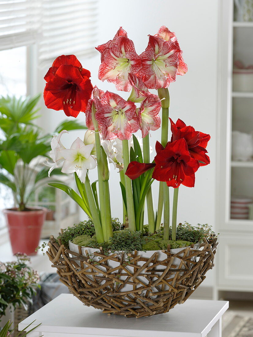 Hippeastrum 'Picotee' weiß, 'Minerva'rotweiß, 'Liberty' rot (Amaryllis)