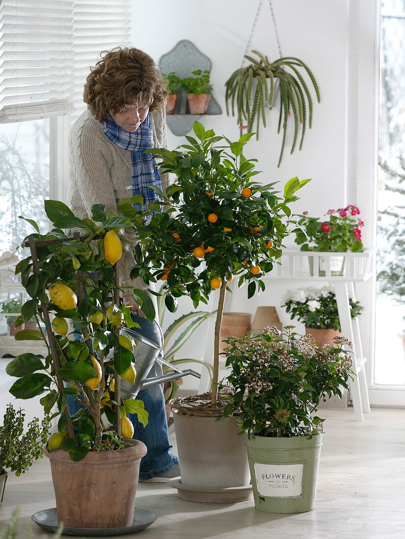 Winter garden with Citrus limon (lemon) on trellis, Citrofortunella