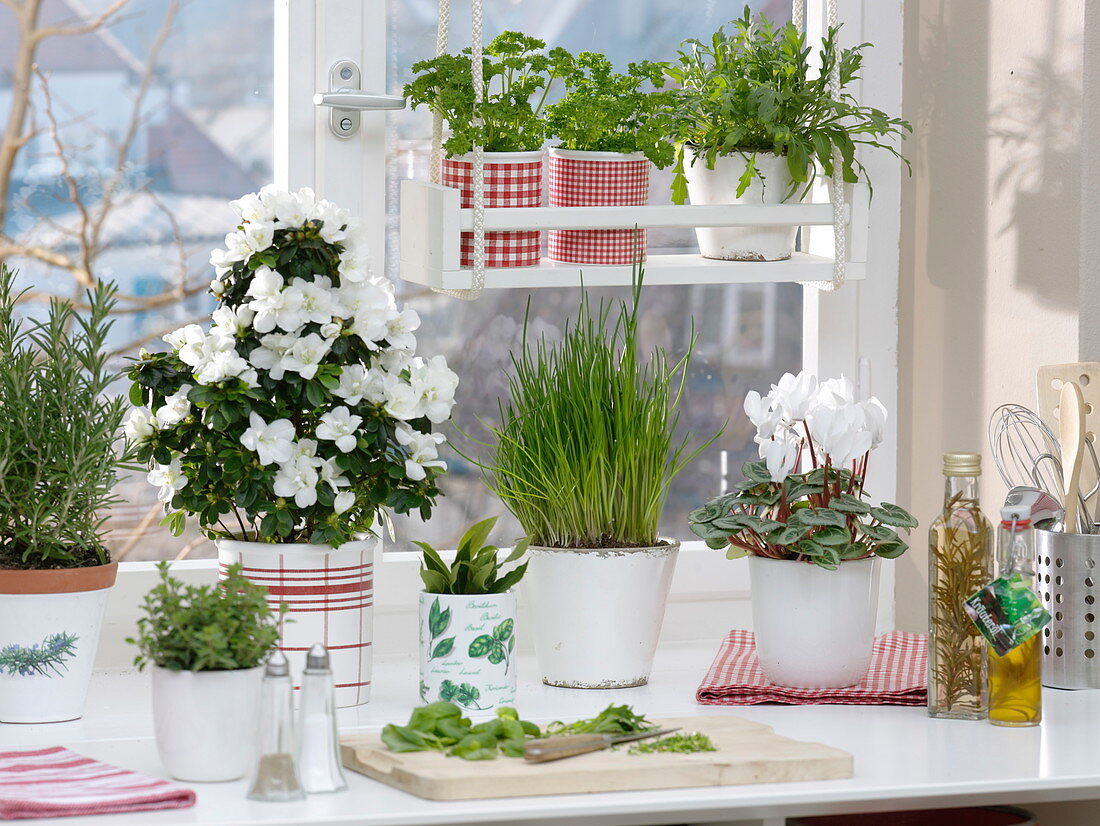 Winter window with herbs: Rhododendron simsii 'Fabienne'