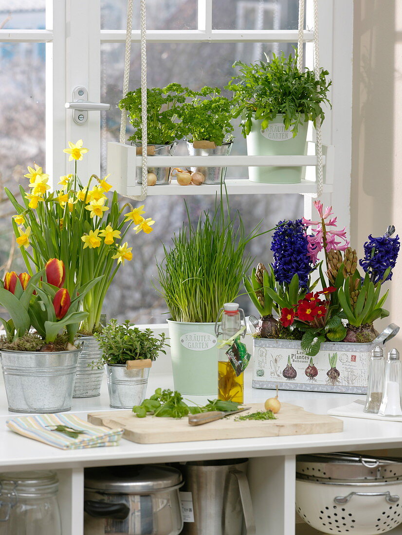 Spring window with herbs: Hyacinthus (Hyacinths), Narcissus