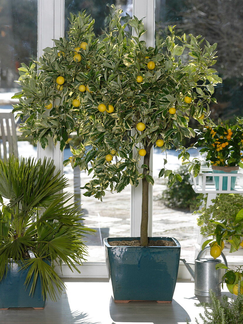 Citrus mitis 'Variegata' (Variegated bitter orange), Chamaerops