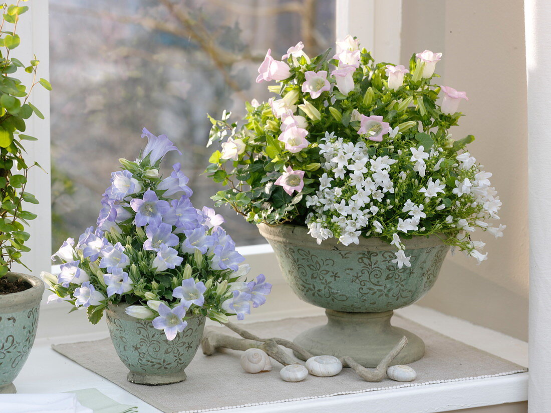 Schale mit Campanula 'Get Me' weiss und 'Kronprinzess' (Glockenblumen)