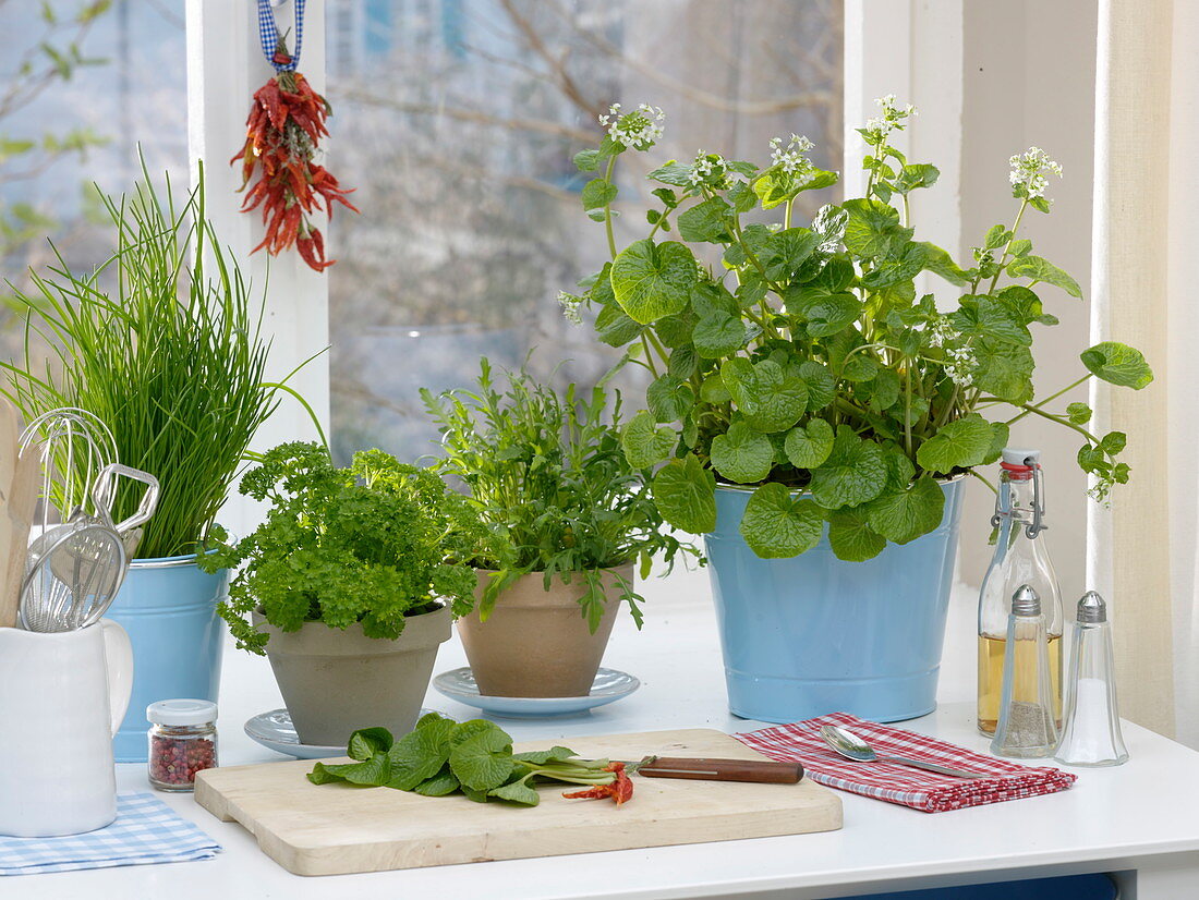 Wasabi (Eutrema japonica), also Japanese horseradish, water radish