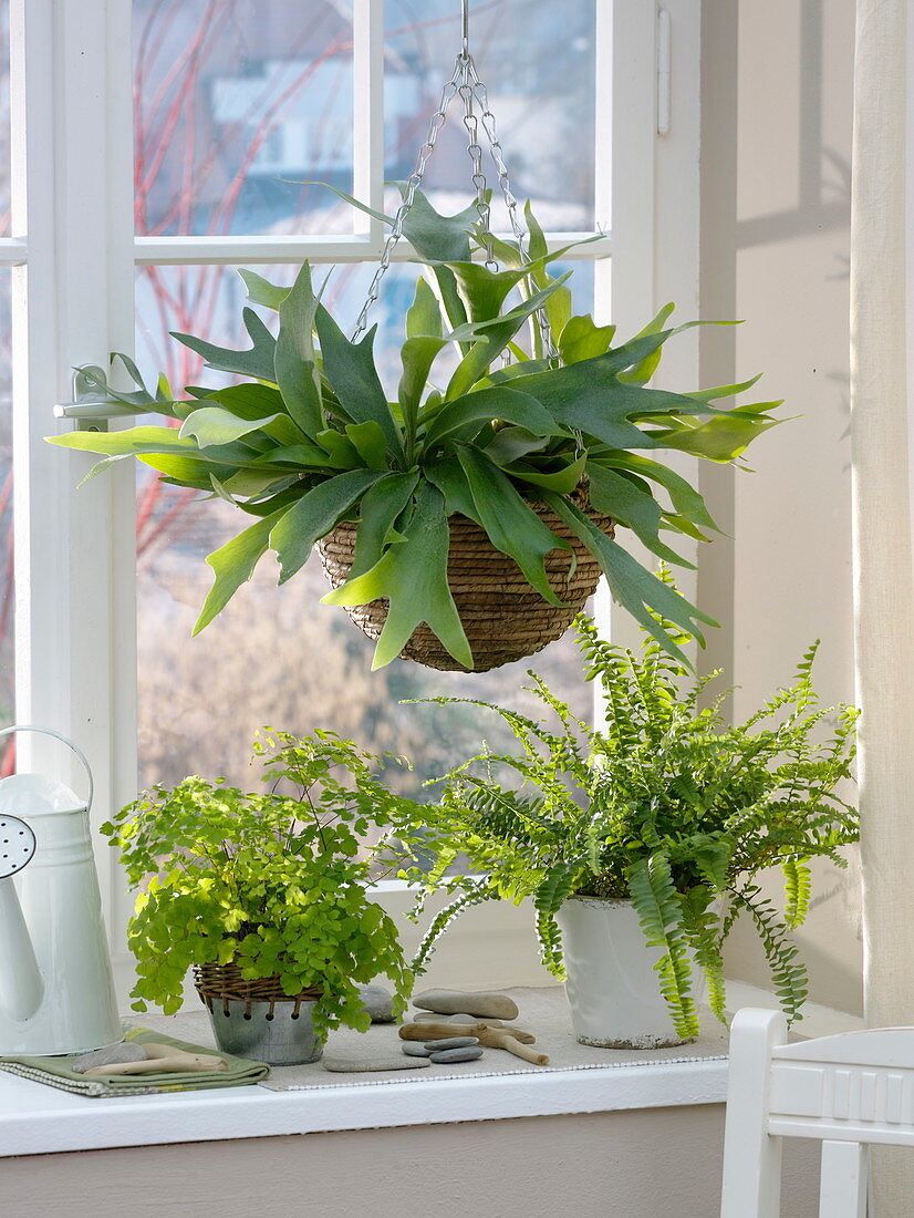 Window with Platycerium bifurcatum (antler fern) in hanging basket