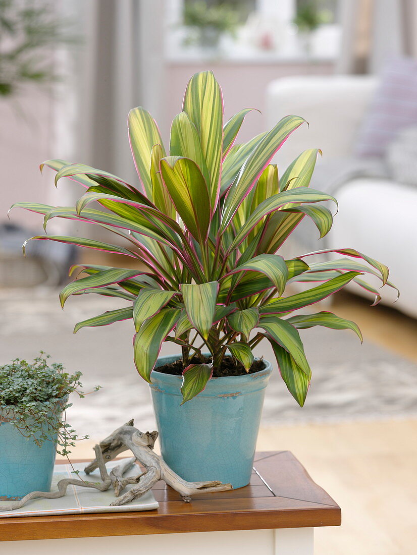 Cordyline fruticosa 'Kiwi' (club lily), Pilea glauca (cannon flower)