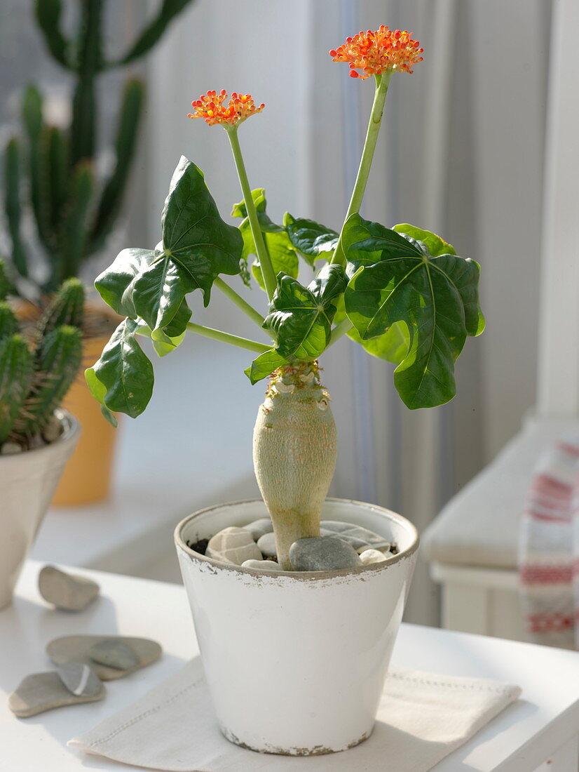 Jatropha podagrica compacta 'Rich Beauty' (Flaschenpflanze)