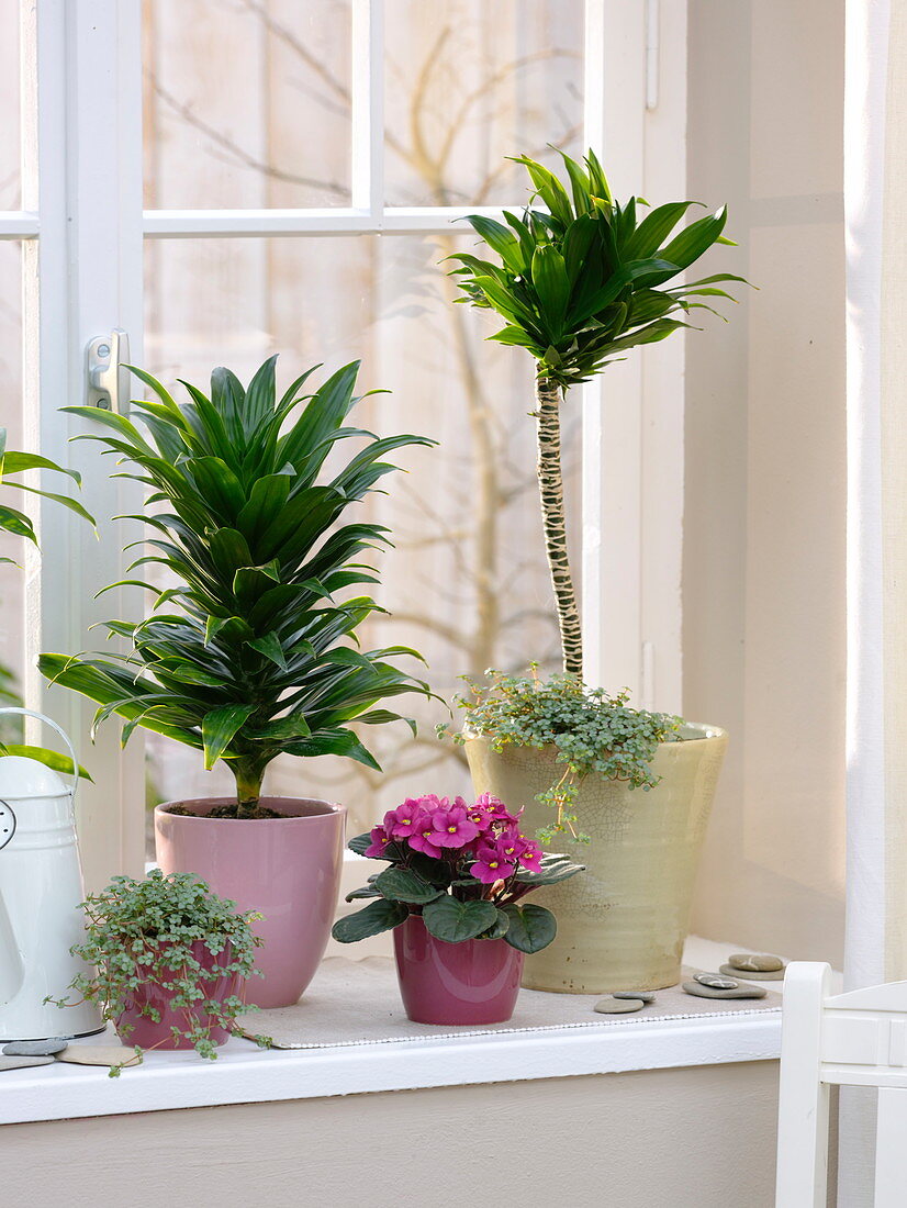 Regeneration and propagation of Dracaena