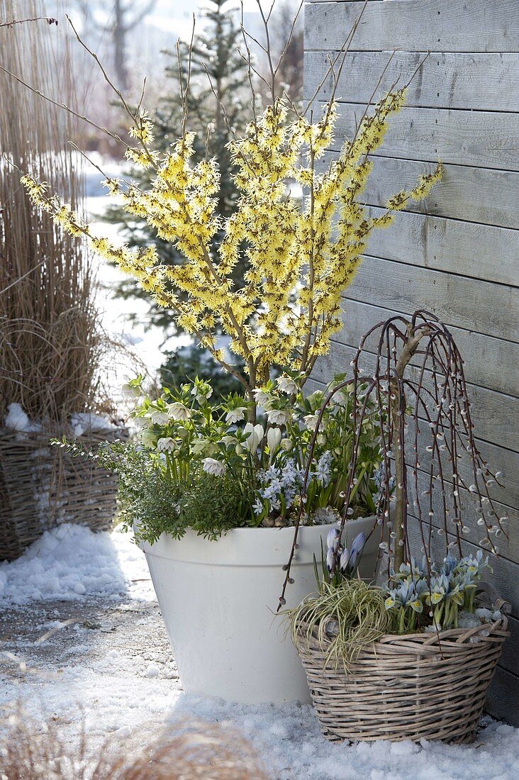 Vorfrühling auf der Terrasse