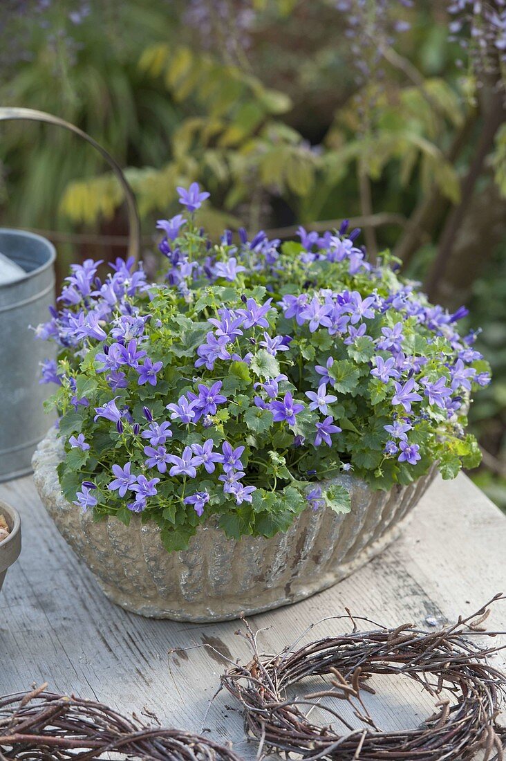 Campanula portenschlagiana (Cushion bellflower), wreaths of Betula