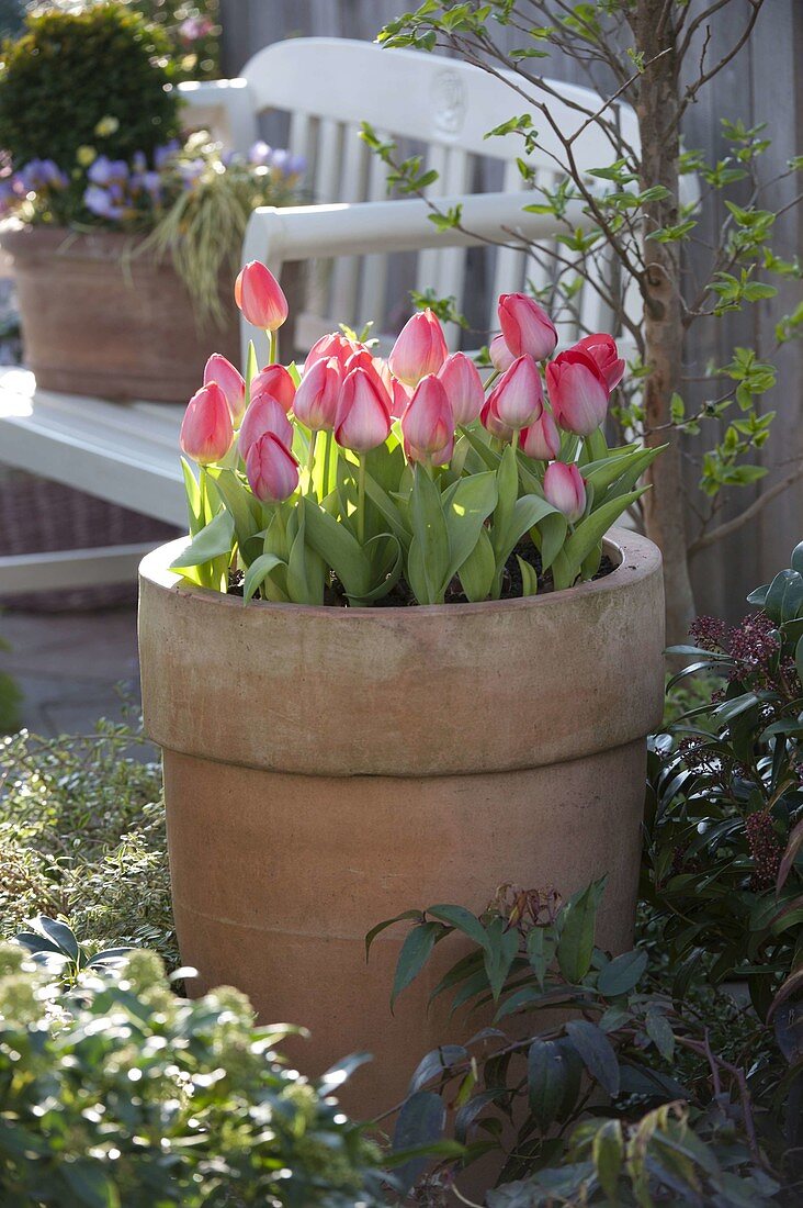 Terracotta-Kübel Tulipa 'Red Paradise' neben Bank