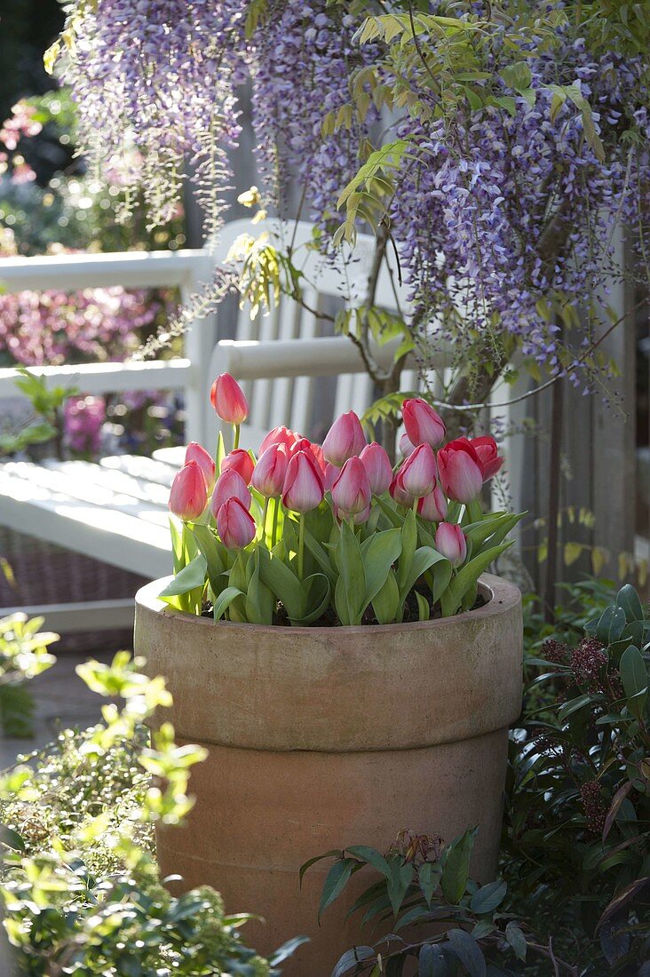 Terracotta tub with Wisteria 'Domino' (blue vine) and Tulipa 'Red Paradise'