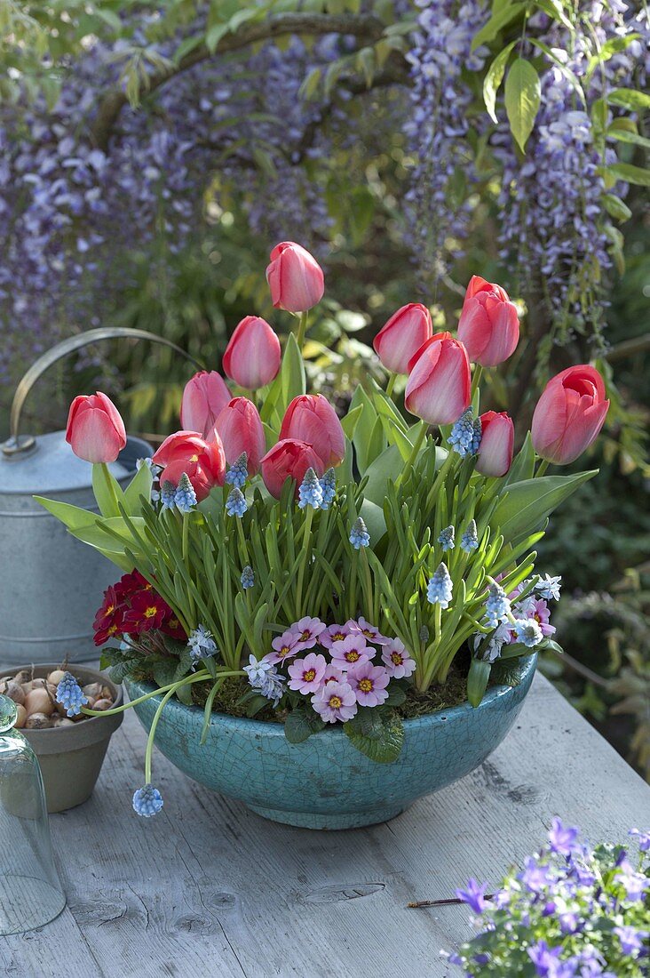 Türkise Schale mit Tulipa 'Red Paradise' (Tulpen), Muscari