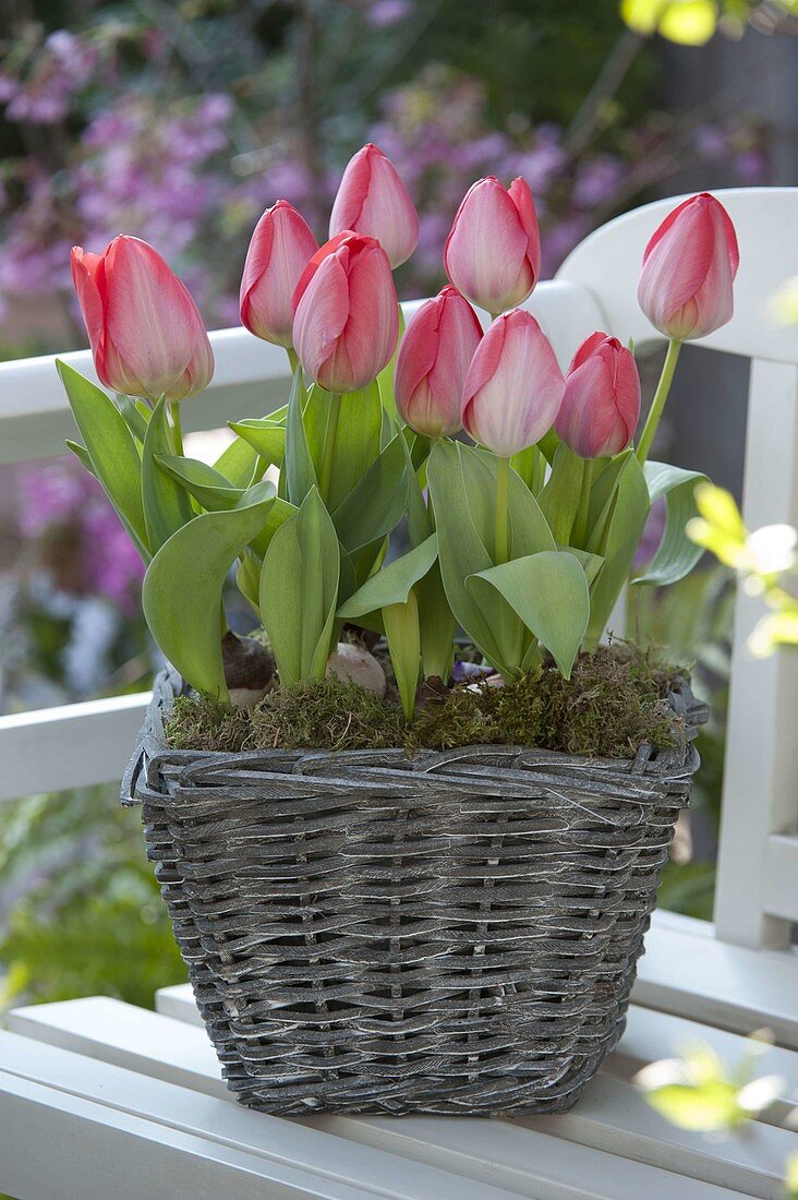 Basket with Tulipa 'Red Paradise' (tulips) on a wooden bench