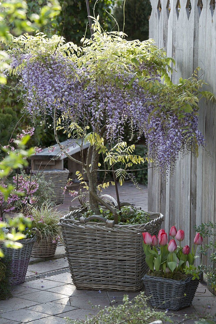 Wisteria floribunda 'Domino' (Blauregen)