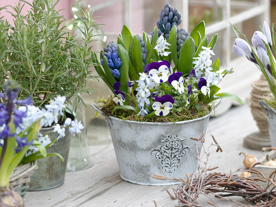 Viola cornuta 'Penny Mickey' (Horned Violet), Hyacinthus (Hyacinths)