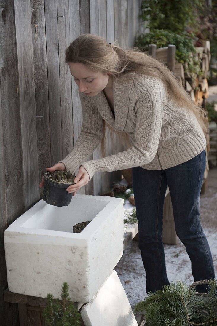 Packing potted tulip bulbs in a polystyrene box (1/3)