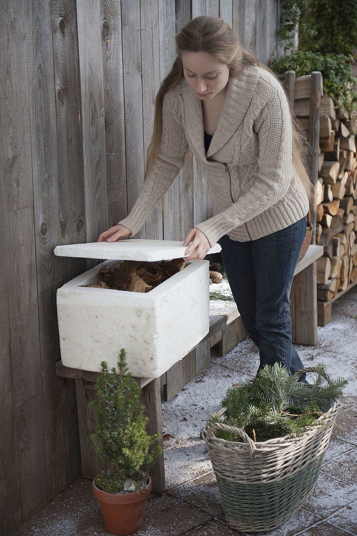 Packing potted tulip bulbs in a polystyrene box (3/3)