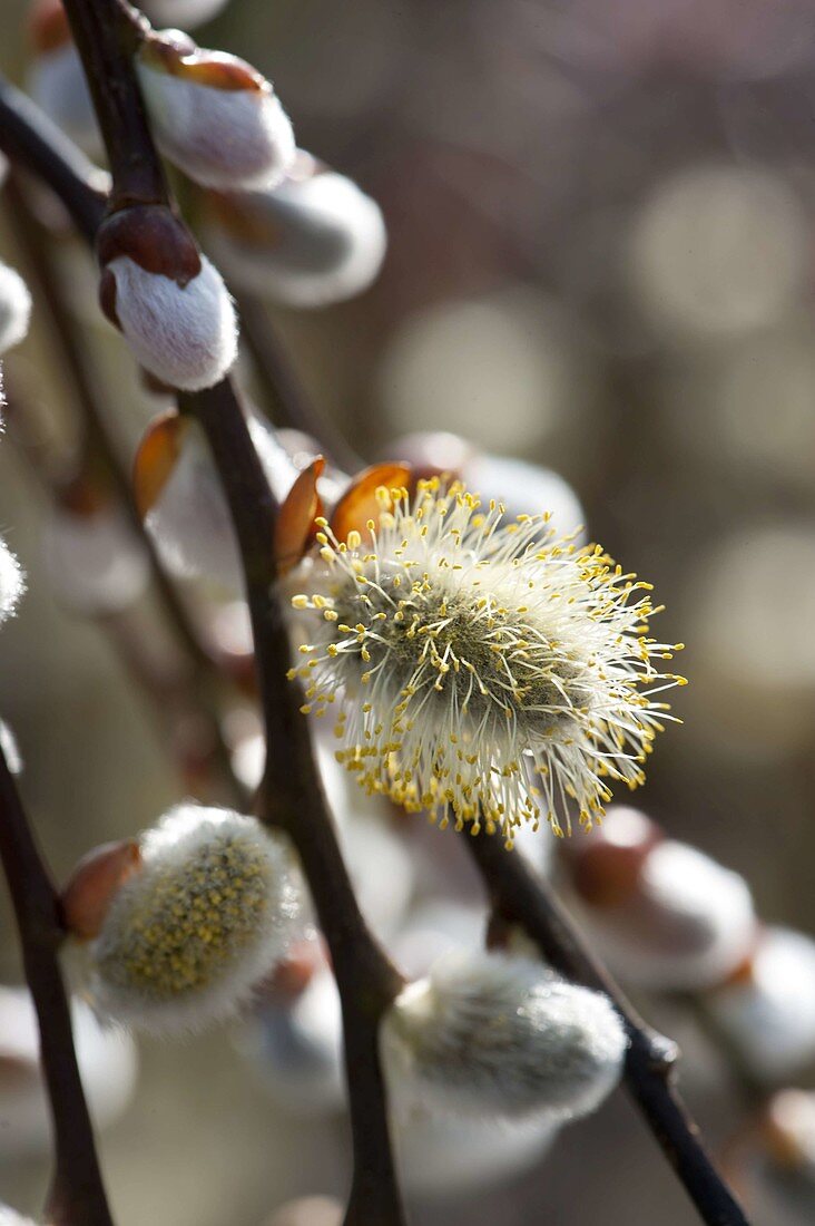 Flower of Salix caprea (catkin willow)